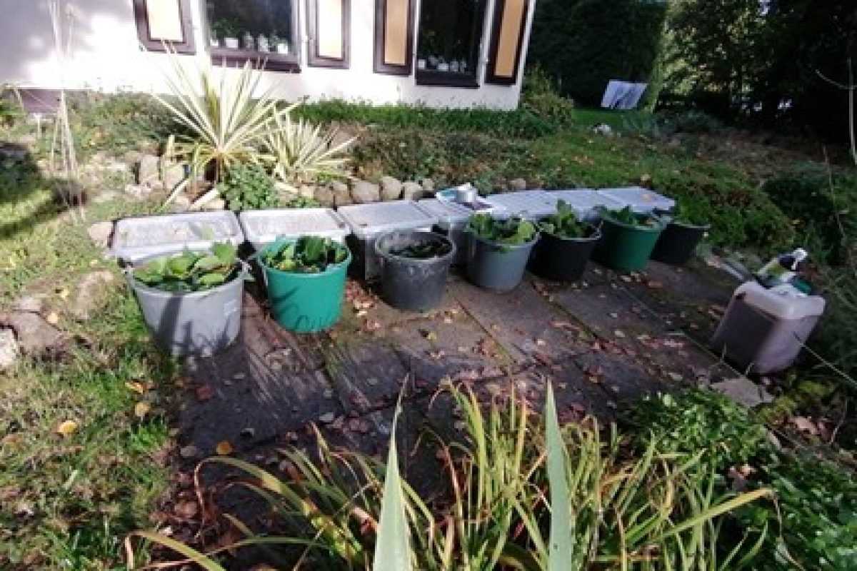 japanse duizendknoop