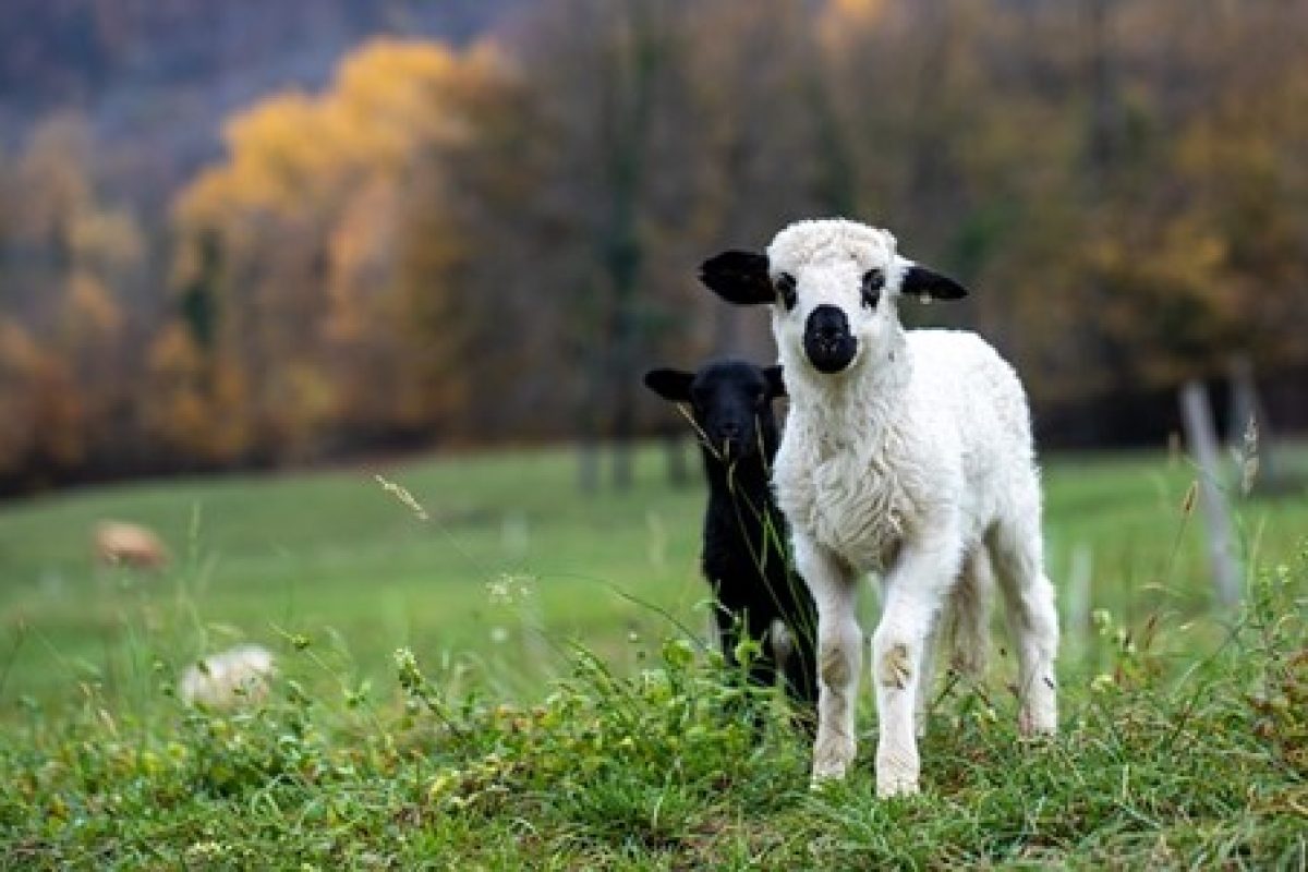 lammeren